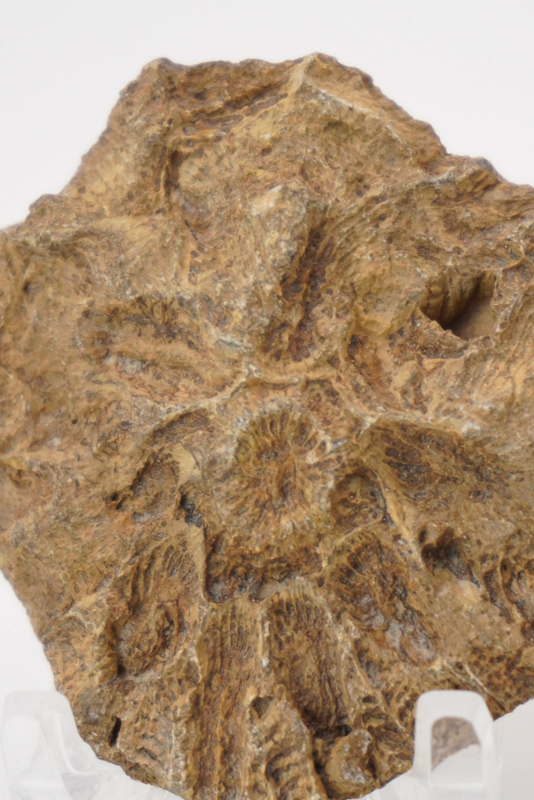 Fossilized Coral