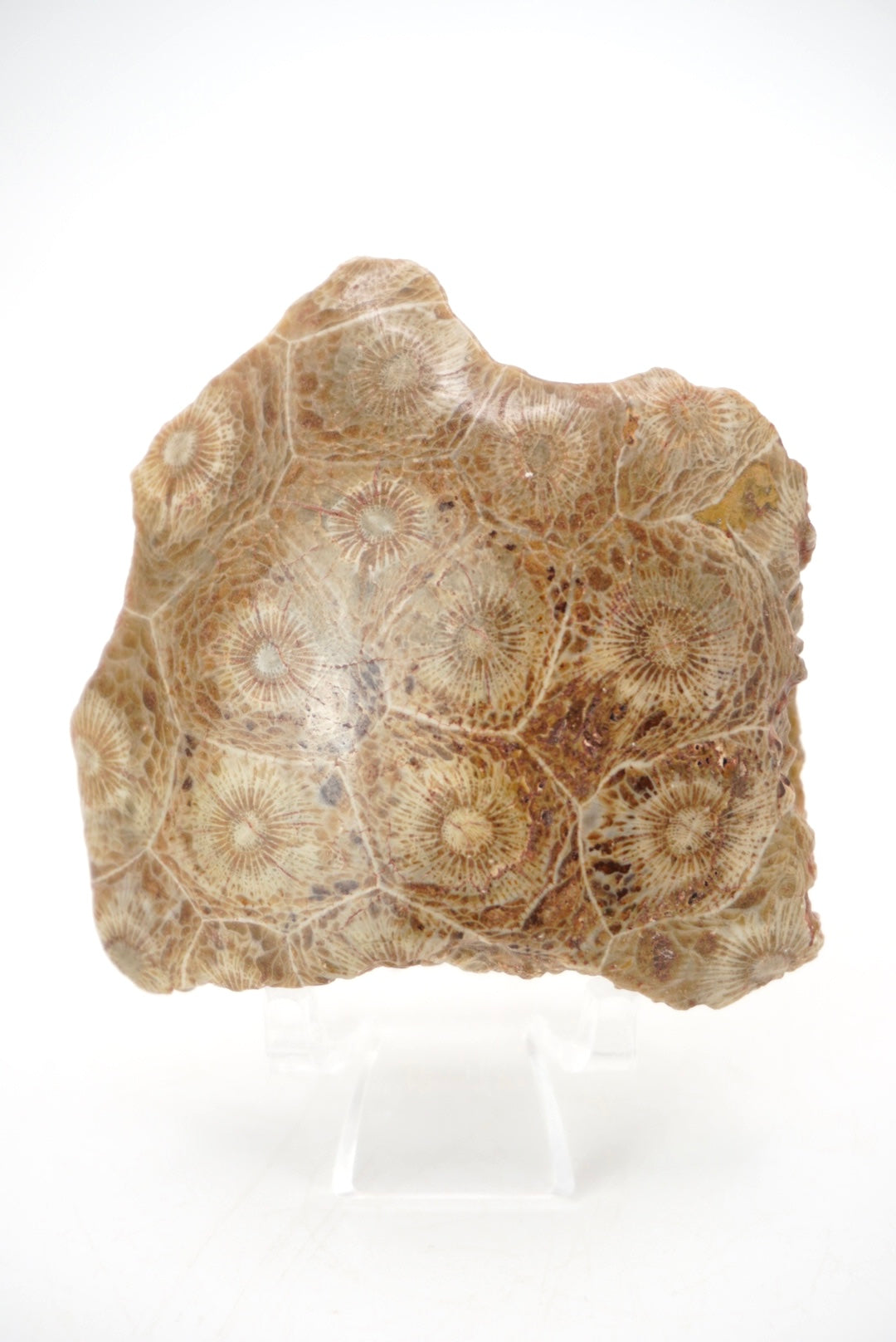 Fossilized Coral