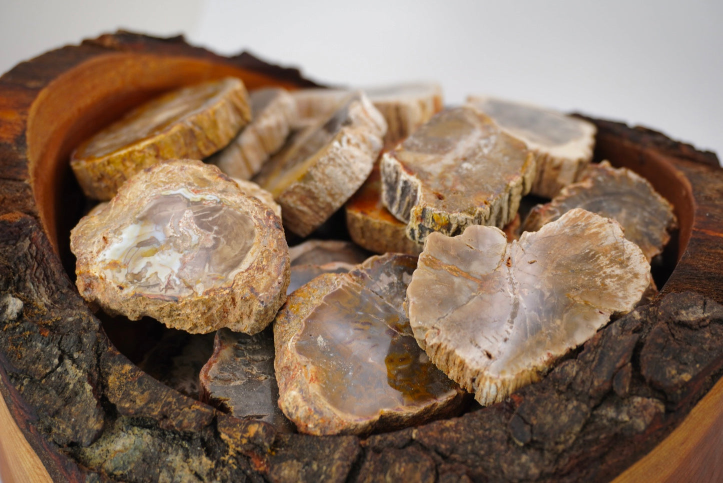 Small Petrified Wood Slab
