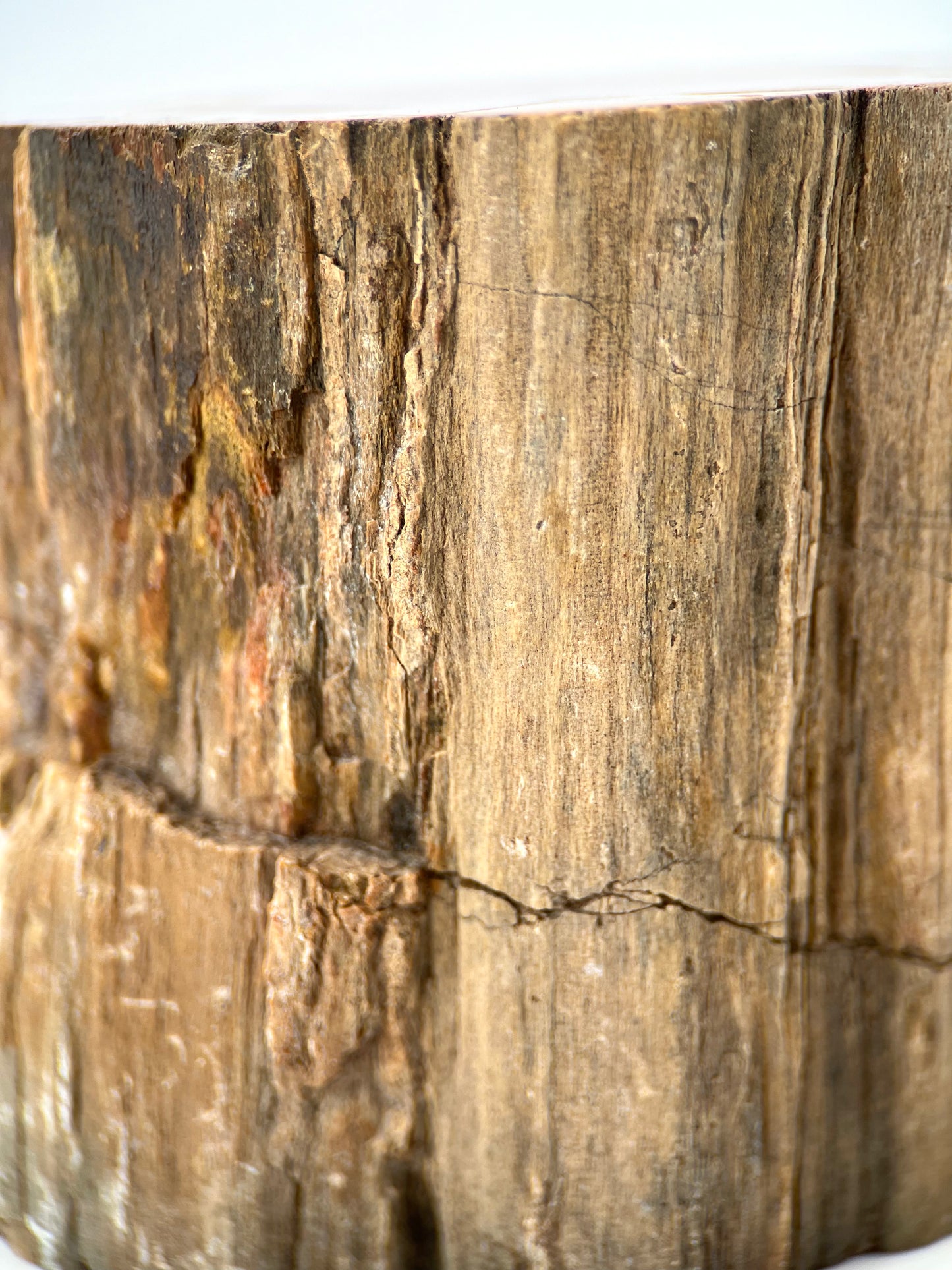 Petrified Wood Log