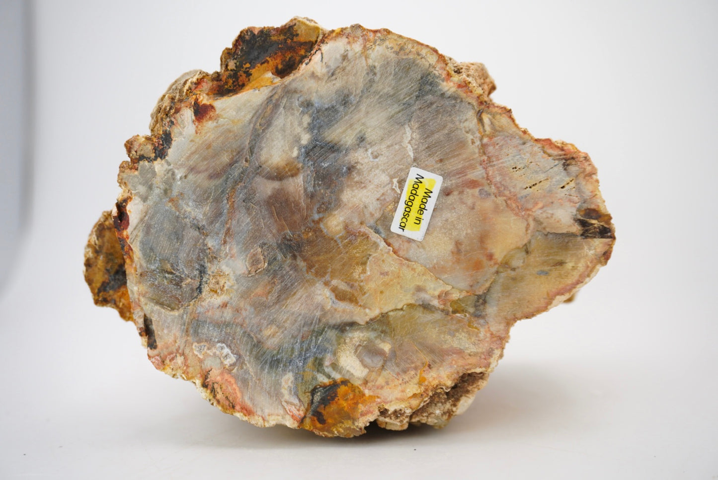 Petrified Wood Log