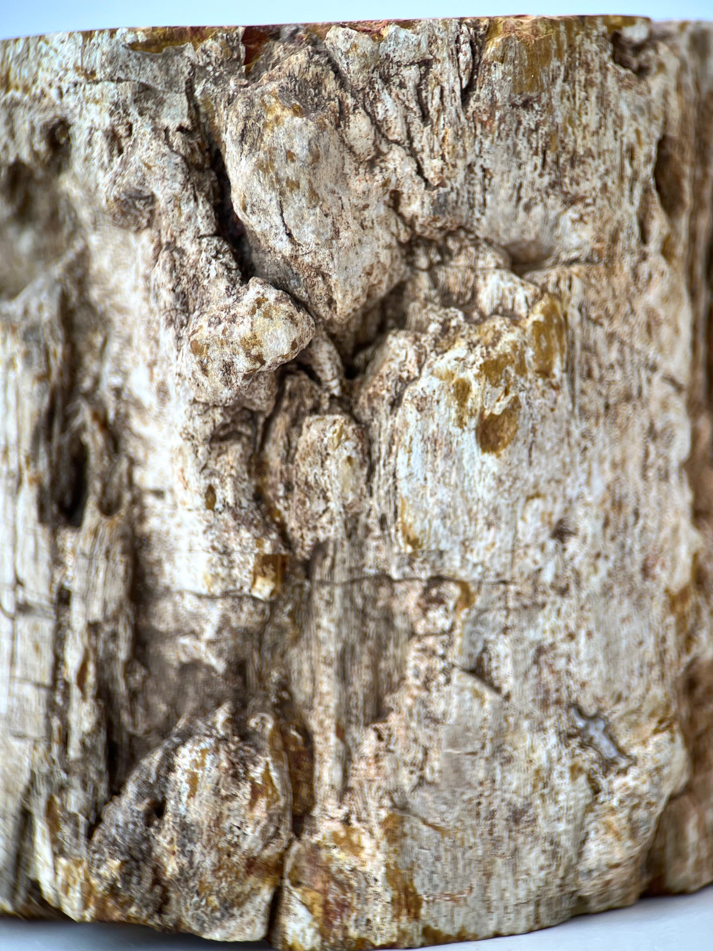 Petrified Wood Log