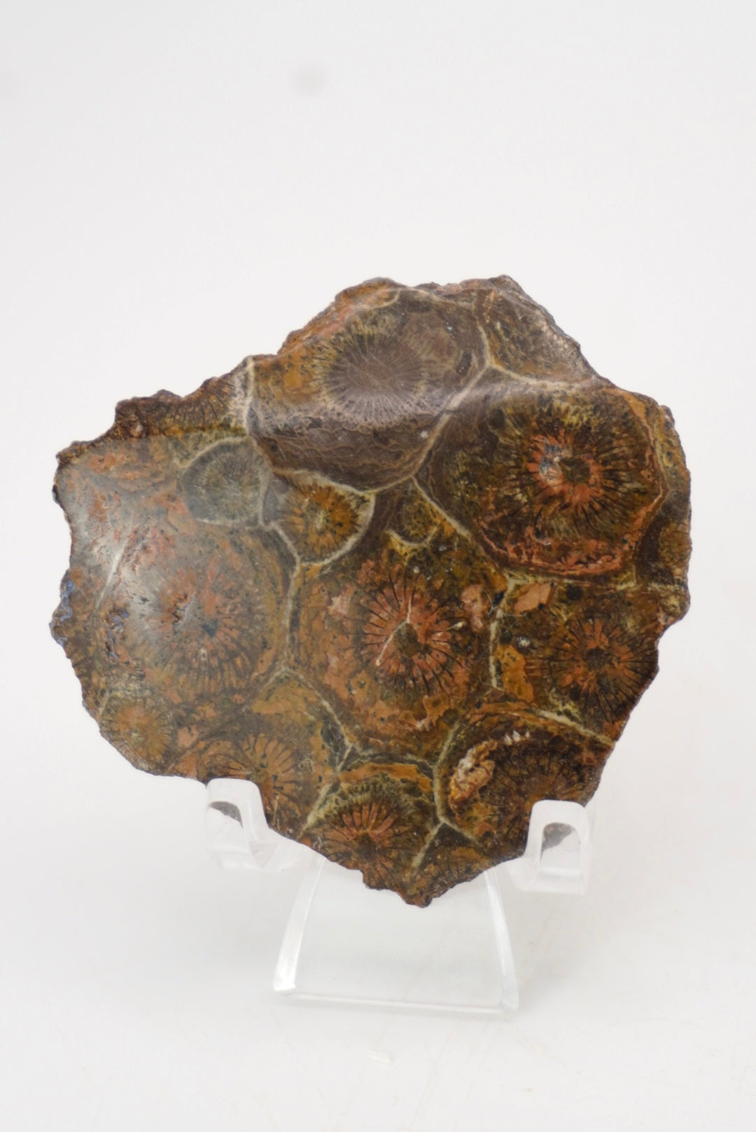 Fossilized Coral