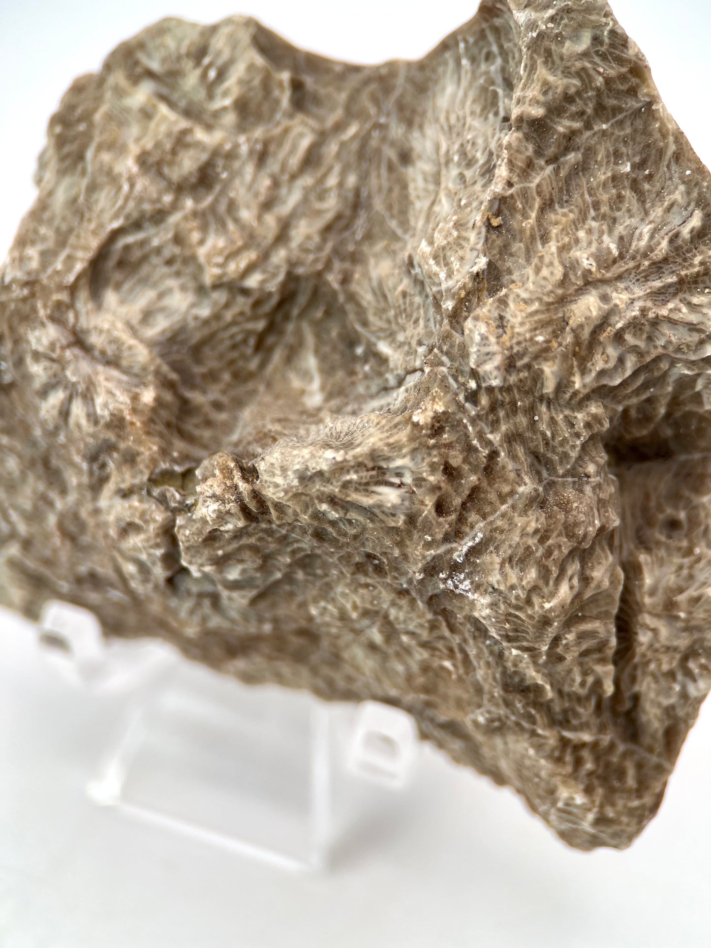 Fossilized Coral