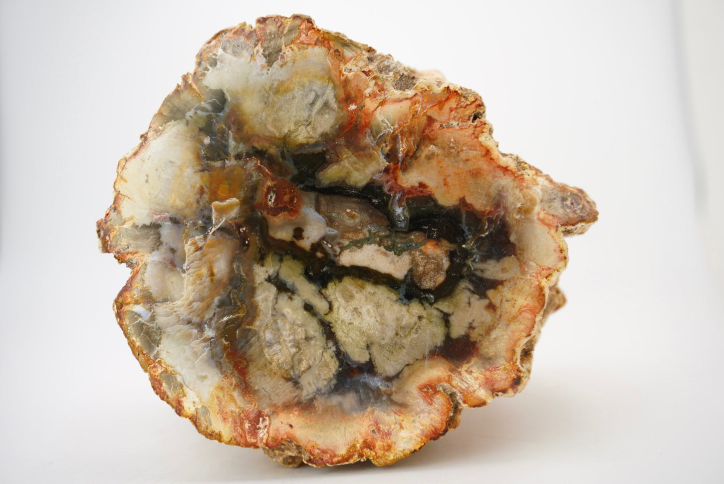 Petrified Wood Log
