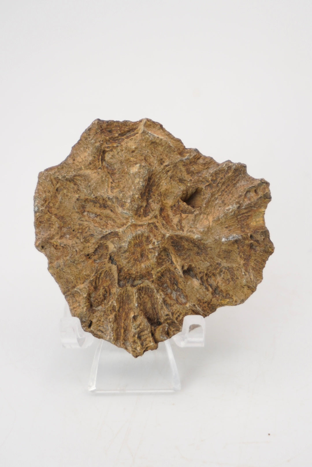 Fossilized Coral