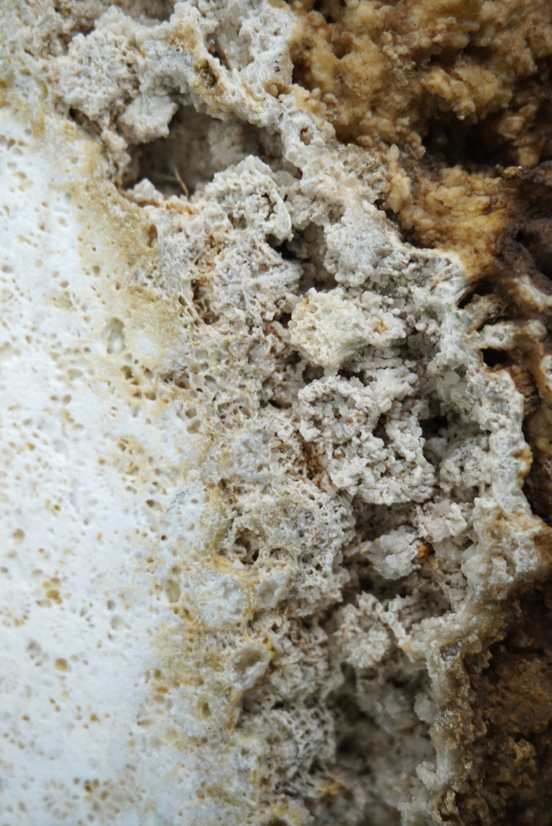 Huge Agatized Coral Slab