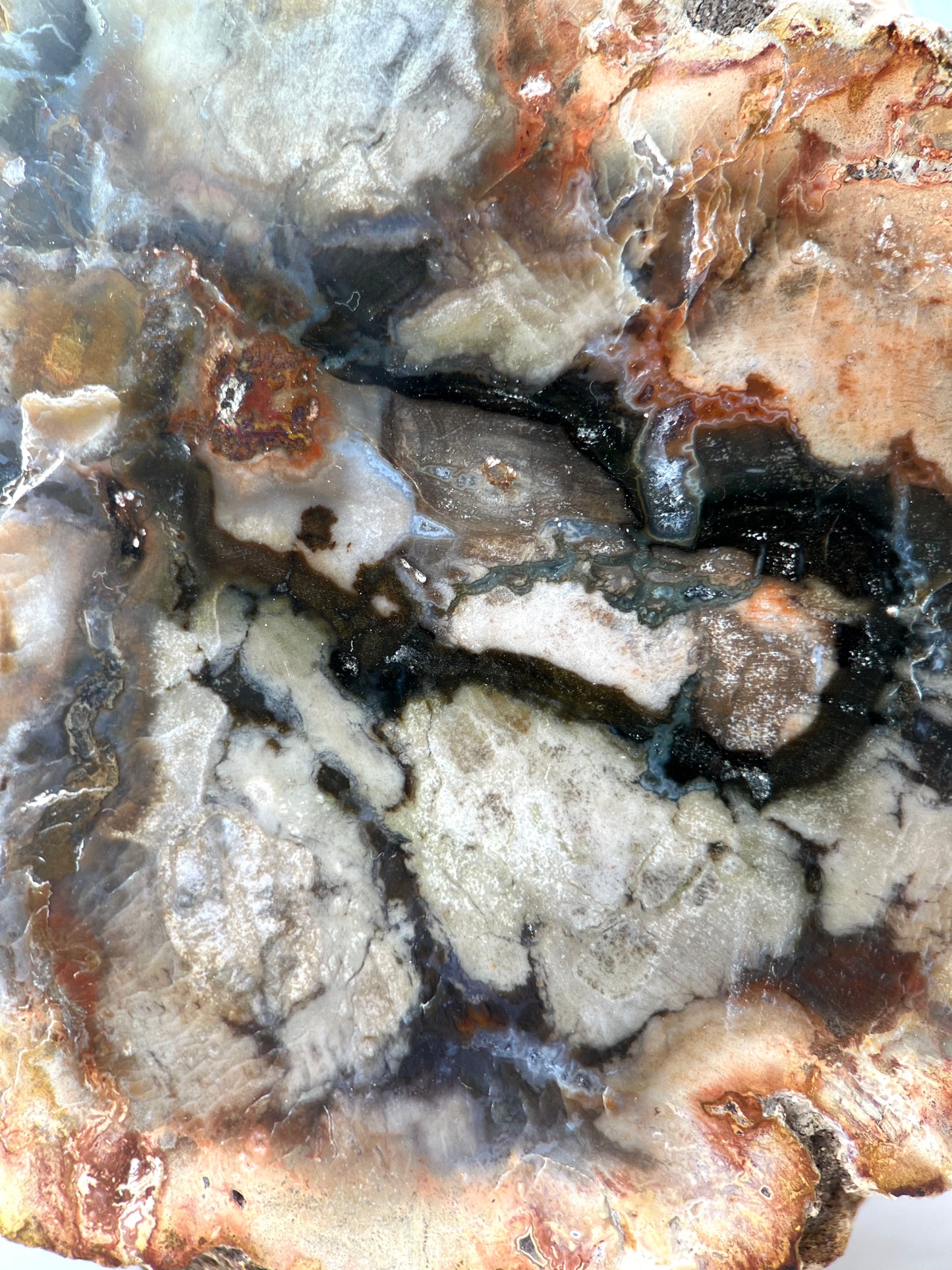 Petrified Wood Log
