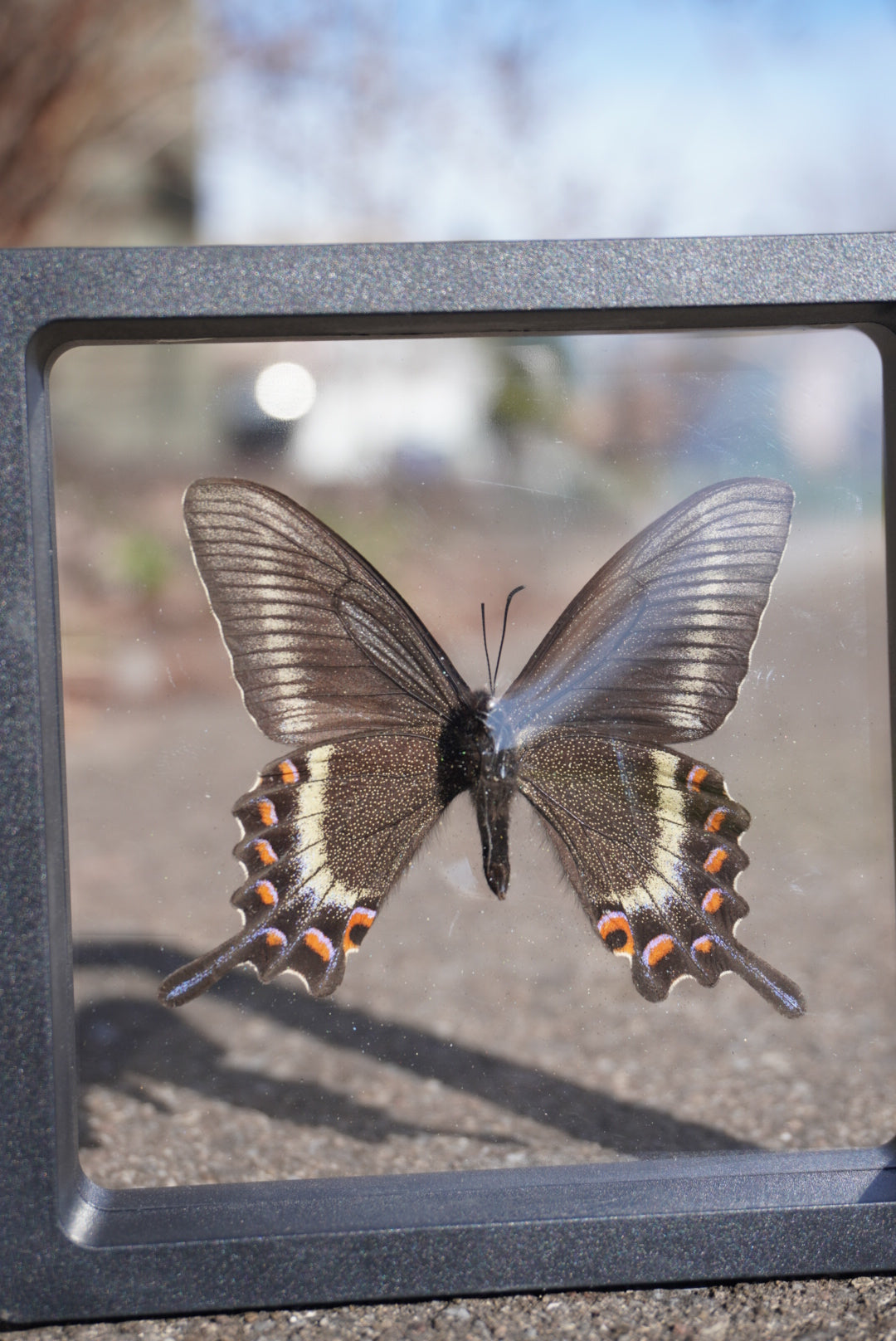 Alpine Black Swallowtail, Papilio maackii, Spring Form