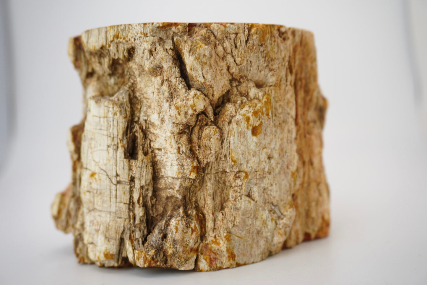 Petrified Wood Log