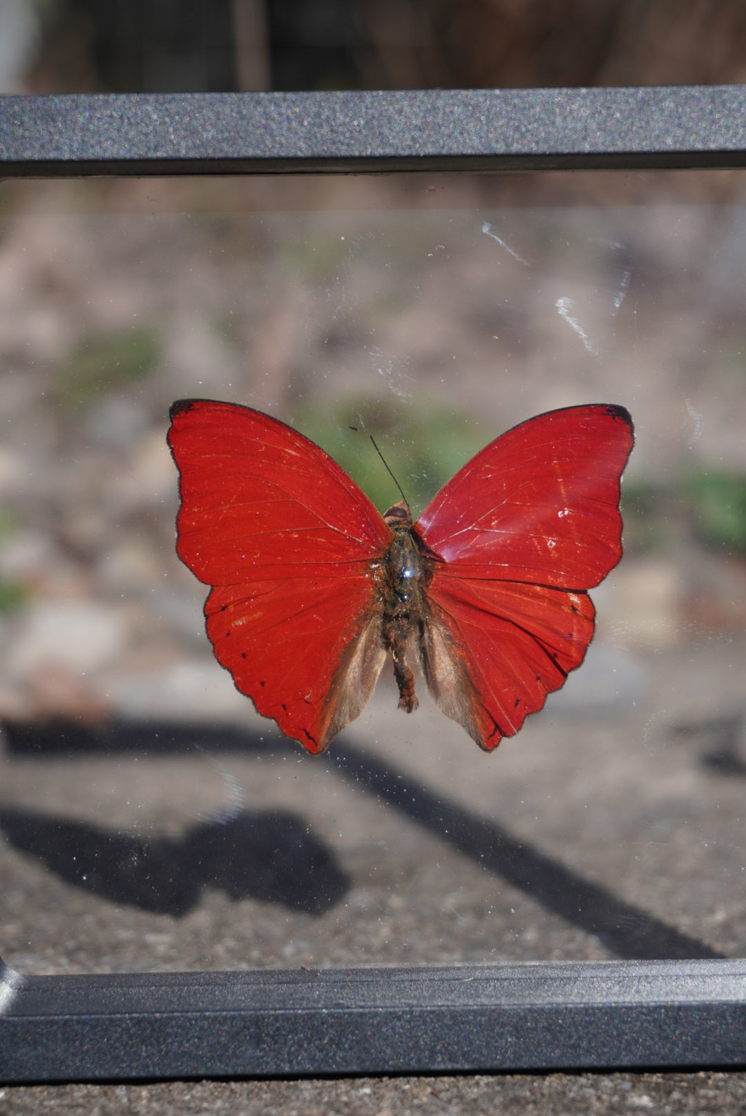 Blood Red Glider Butterfly, Cymothoe sangaris