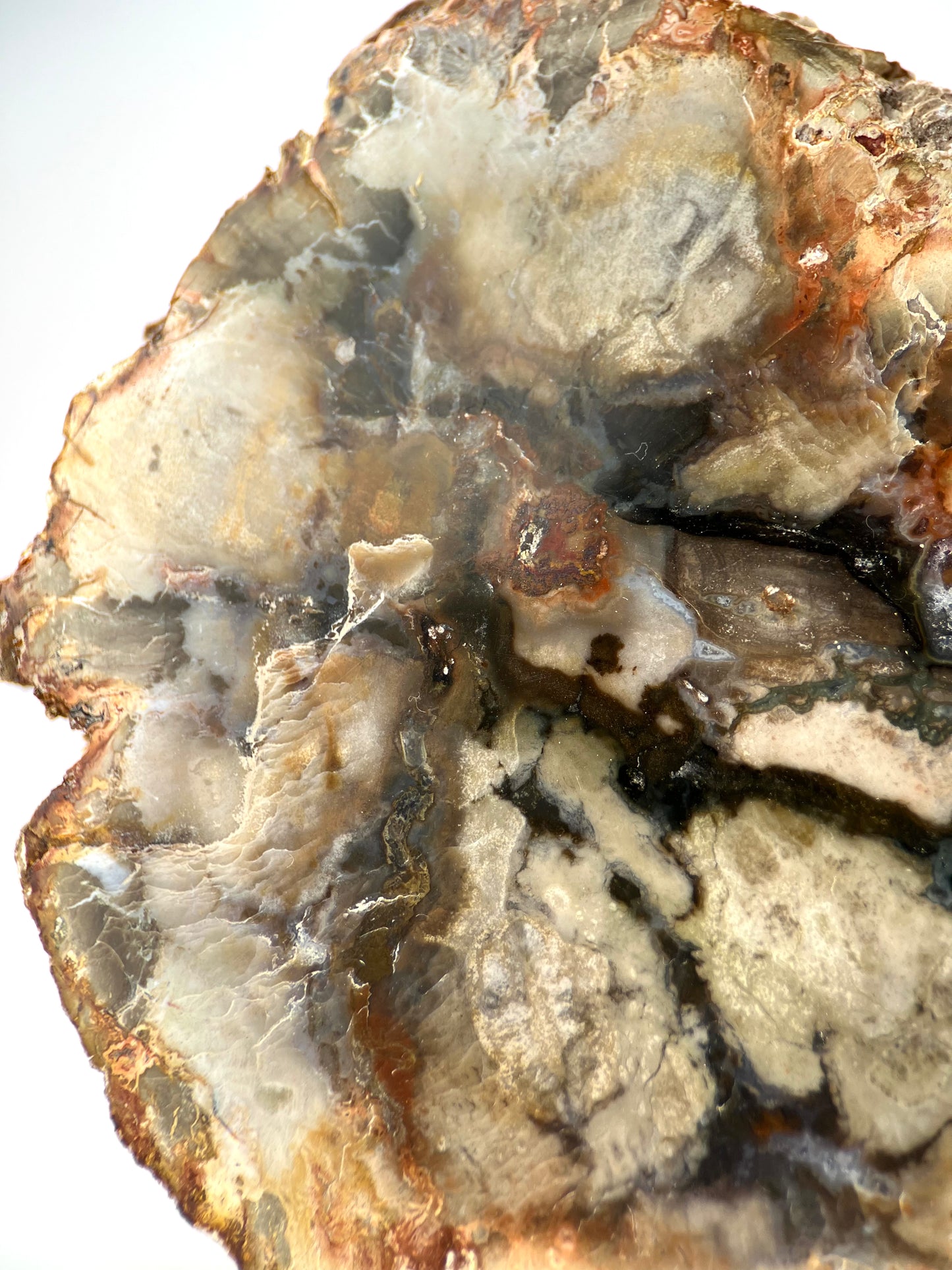Petrified Wood Log