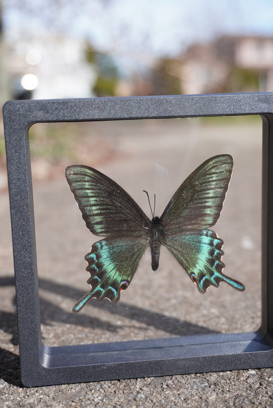 Alpine Black Swallowtail, Papilio maackii, Spring Form