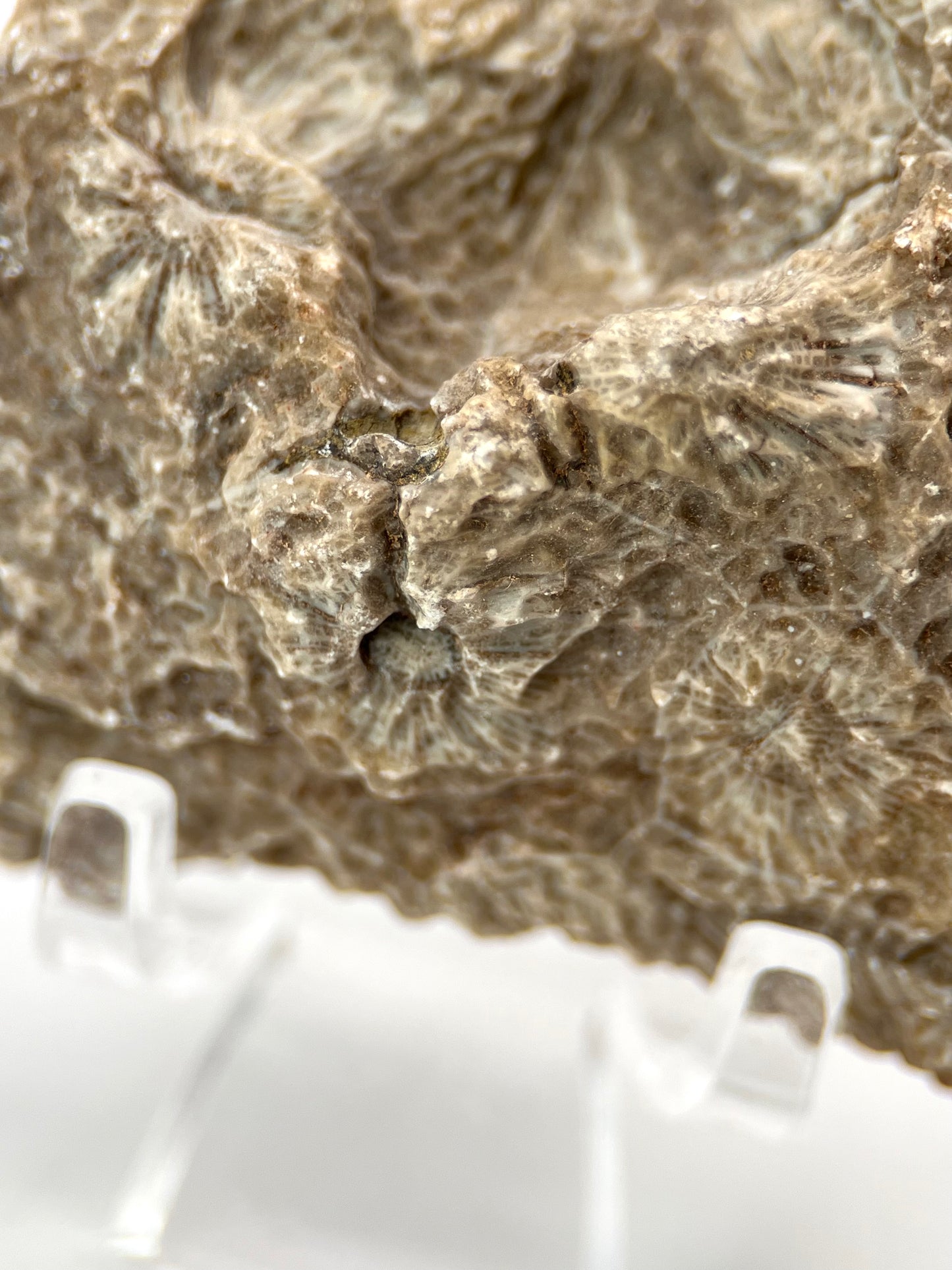 Fossilized Coral