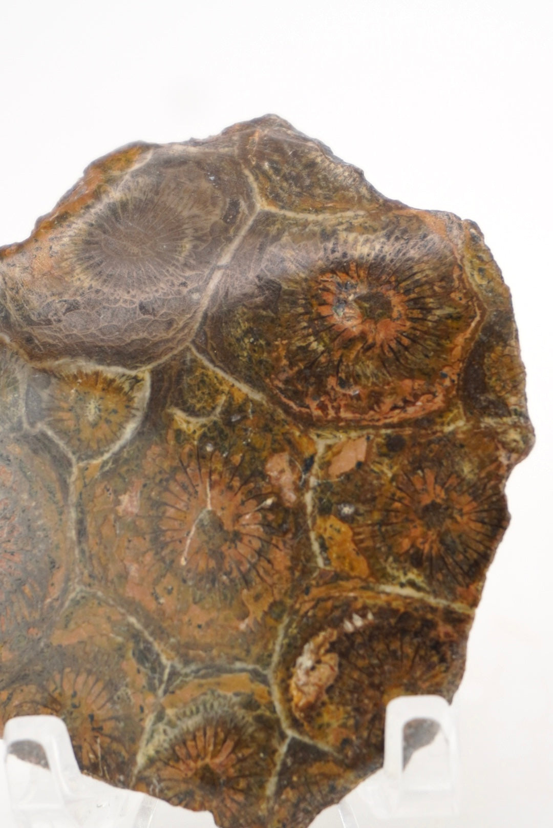 Fossilized Coral