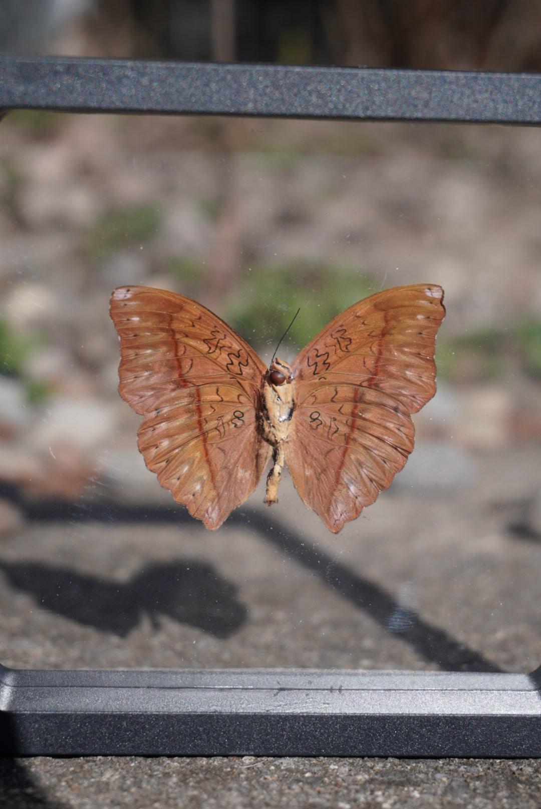Blood Red Glider Butterfly, Cymothoe sangaris