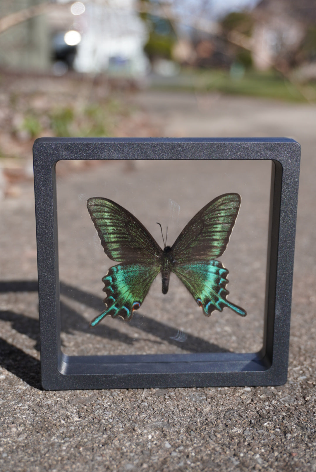Alpine Black Swallowtail, Papilio maackii, Spring Form
