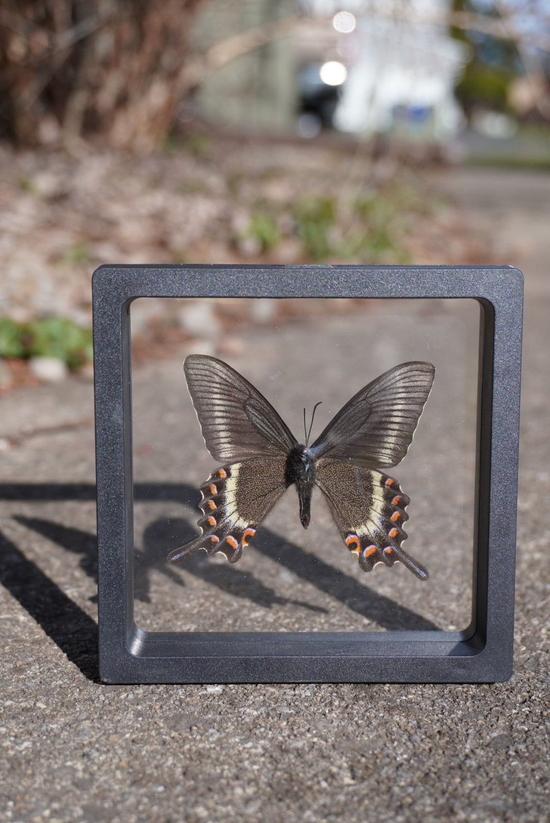 Alpine Black Swallowtail, Papilio maackii, Spring Form