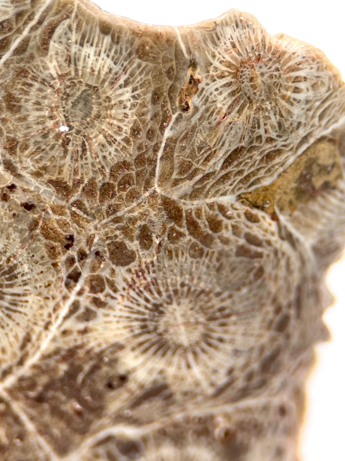 Fossilized Coral