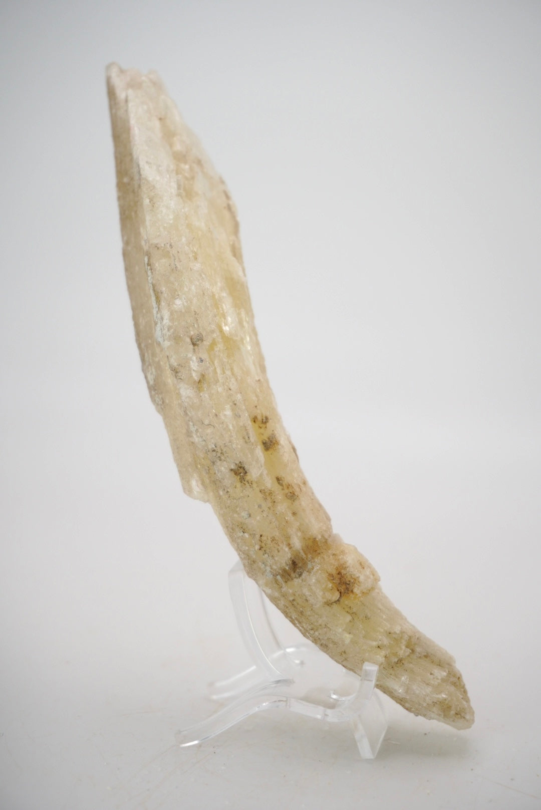 Ram’s Horn Selenite from Mexico