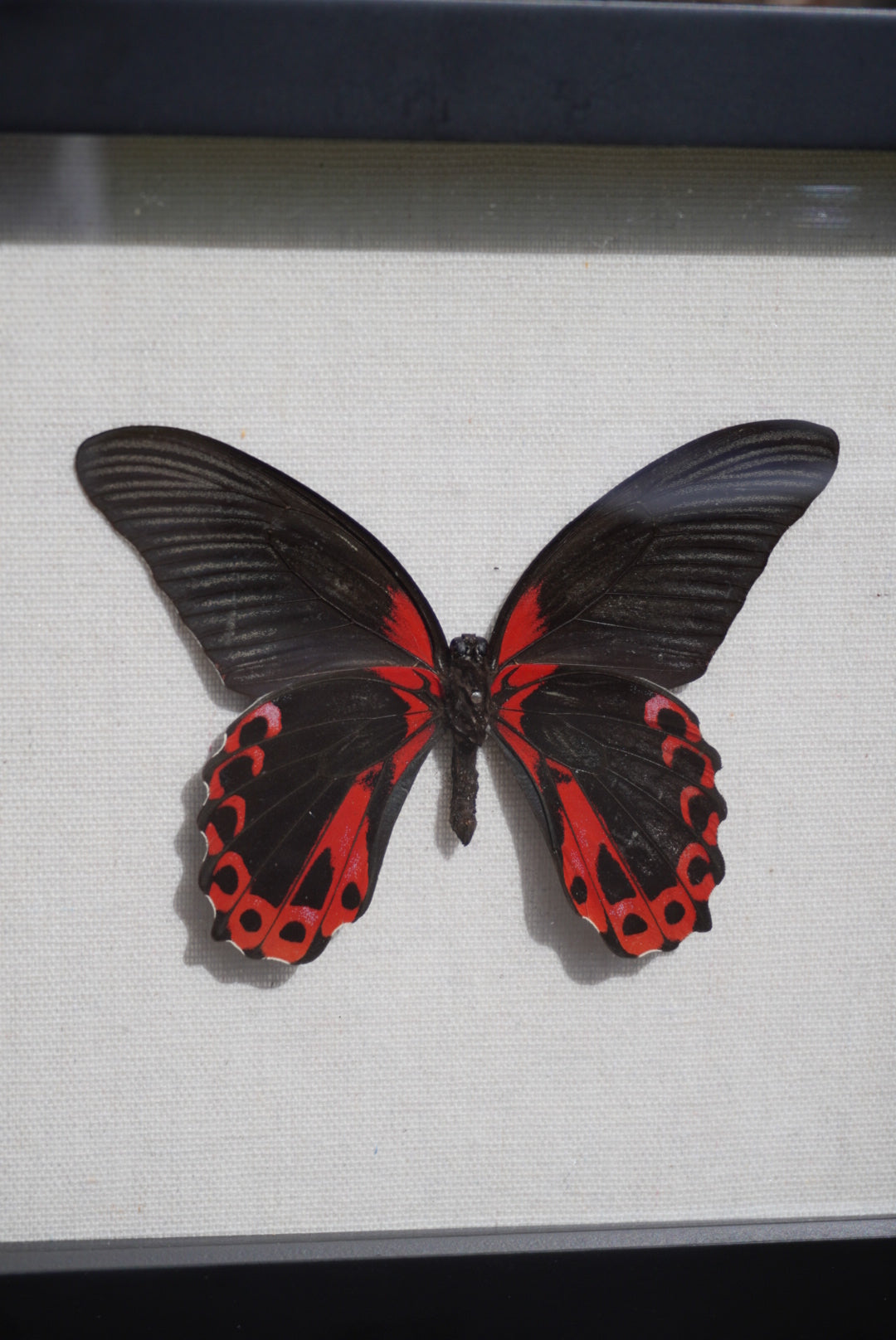 Scarlet Mormon Butterfly, Papilio rumanzovia semperinus