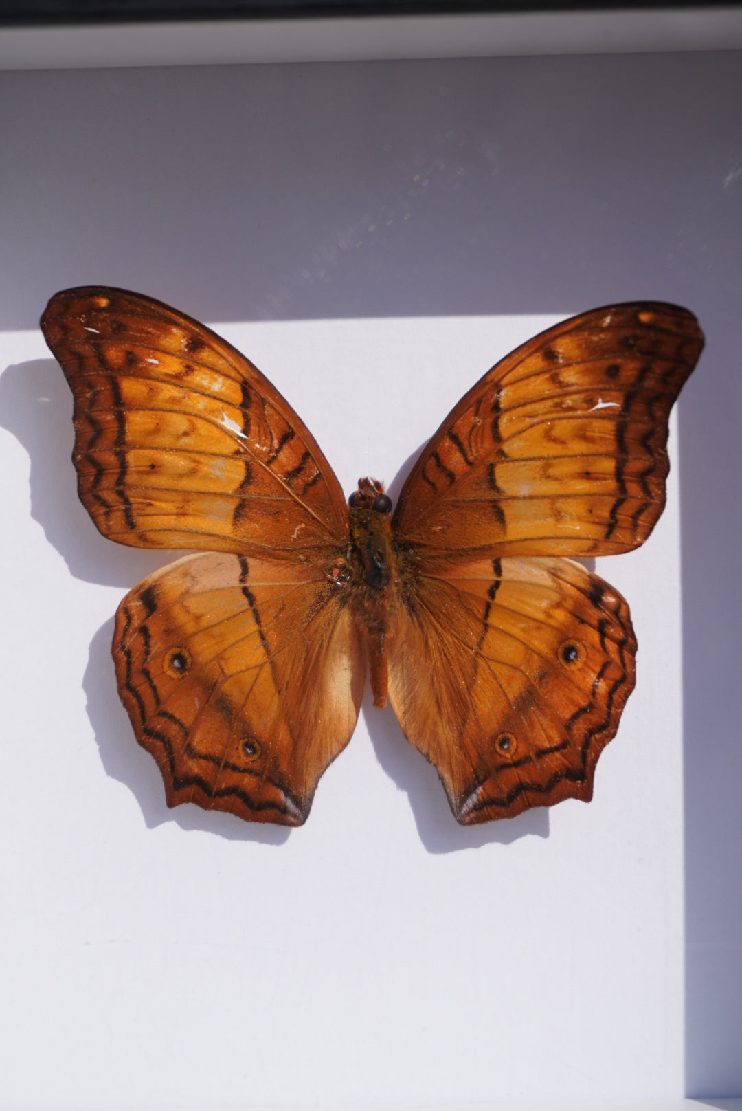 Framed Vindula erota- The Common Cruiser Butterfly