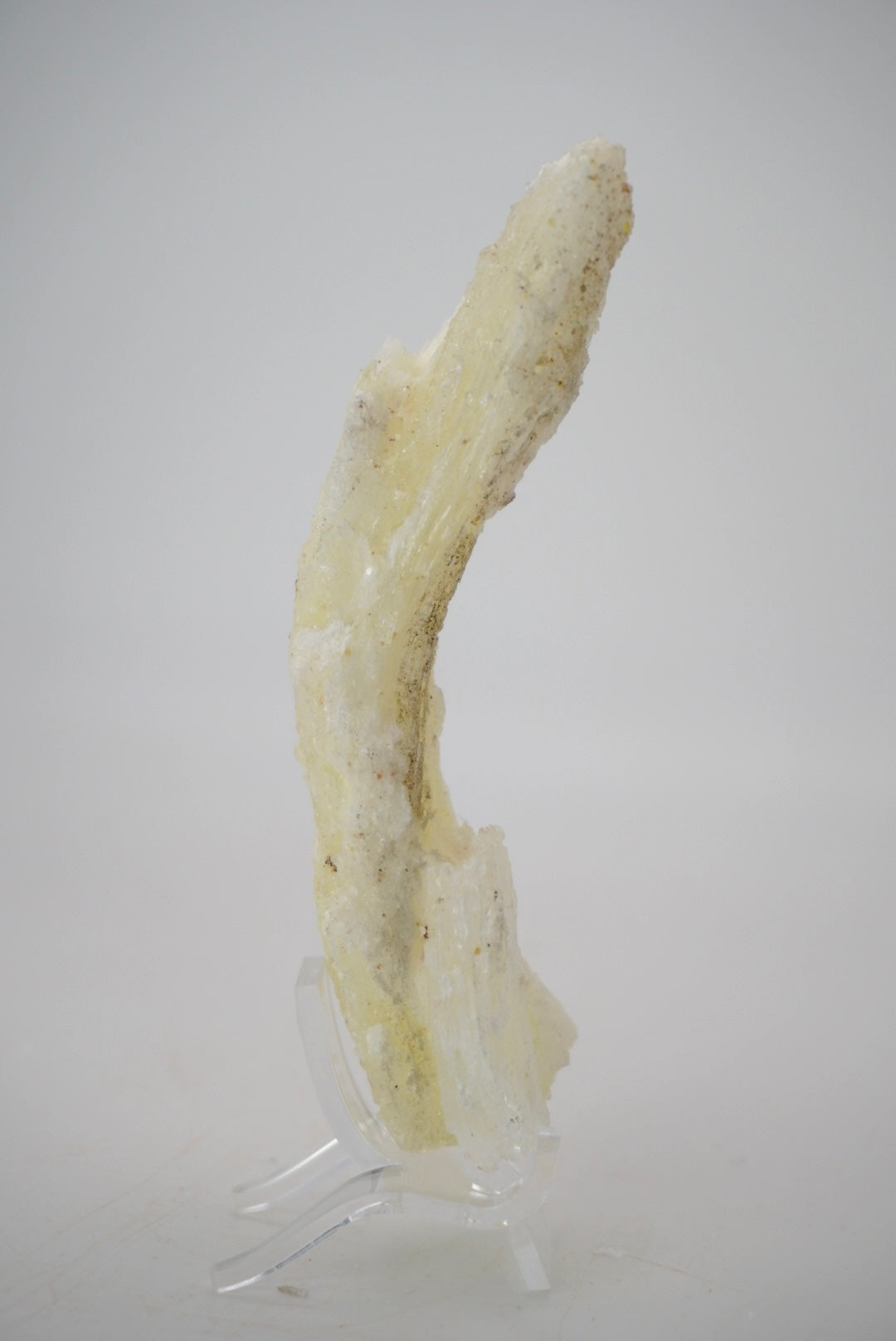 Ram’s Horn Selenite from Mexico