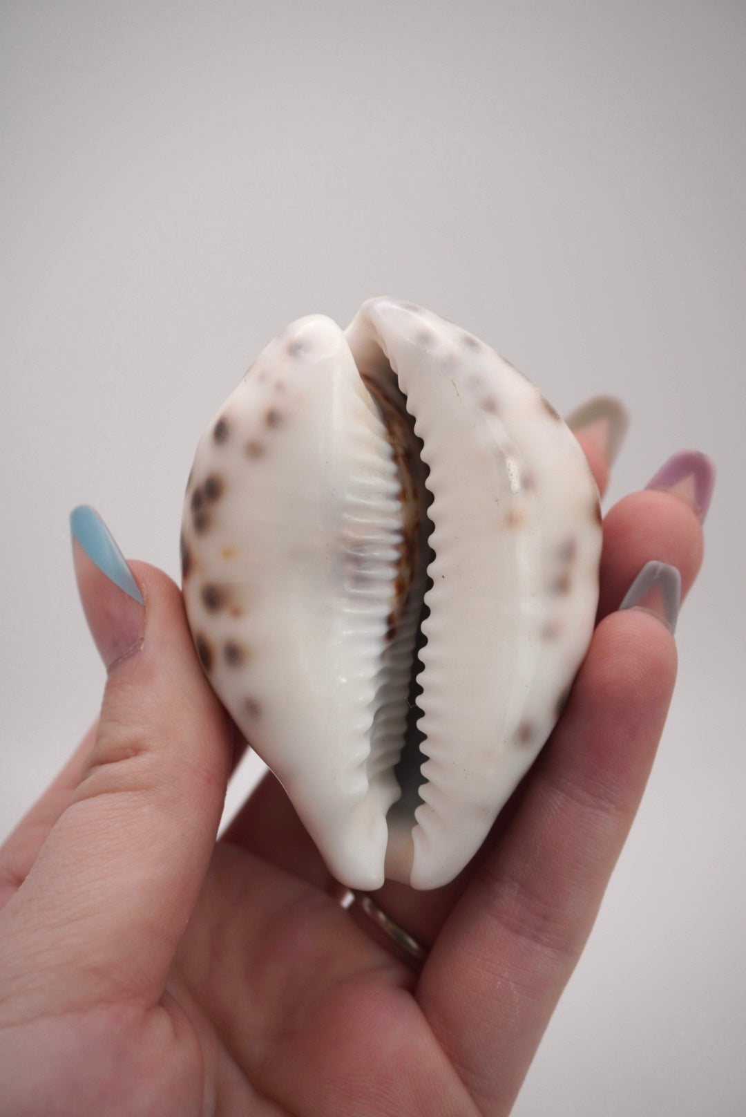 Tiger Cowrie Shells