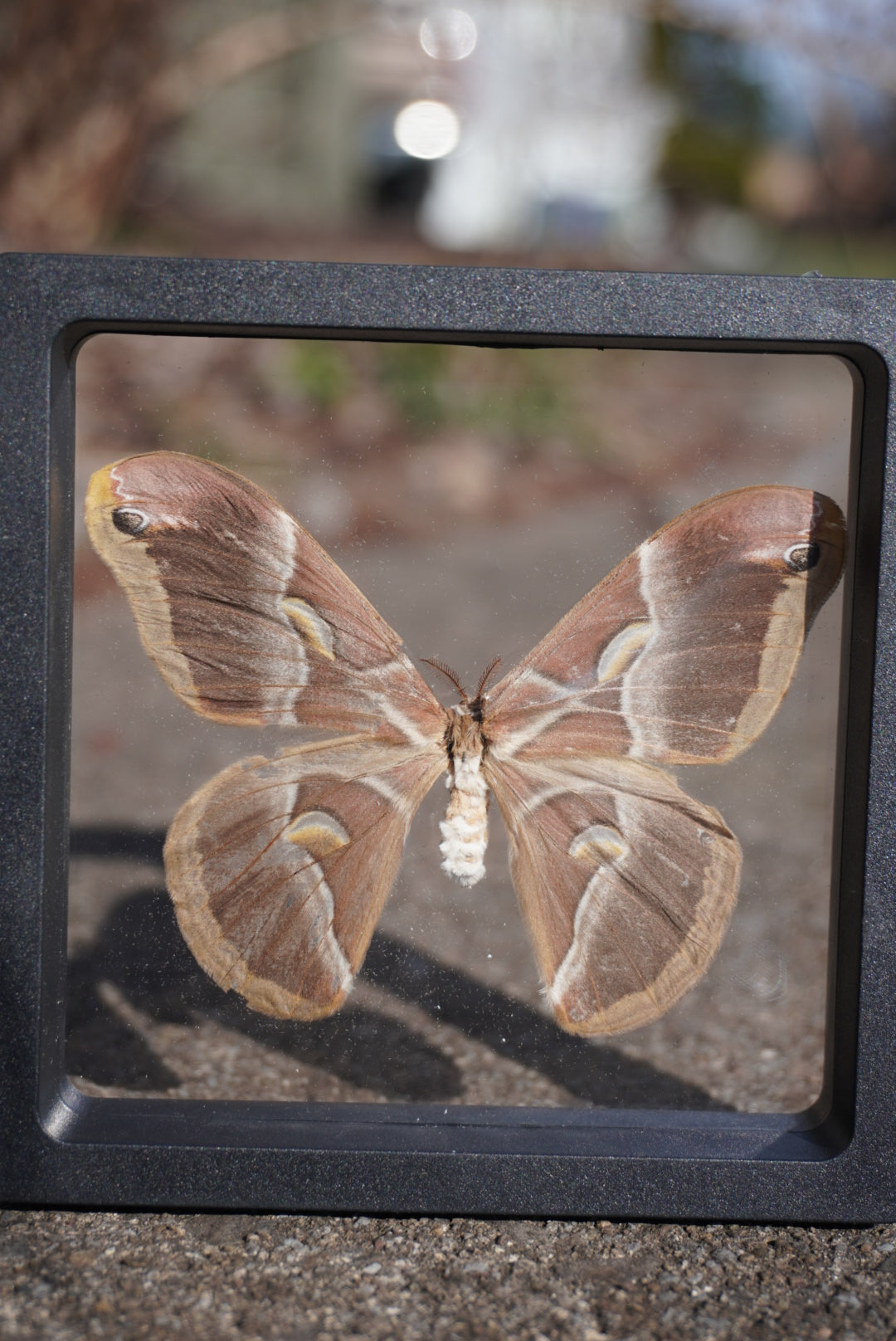 Eri Silkmoth, Samia cynthia ricini