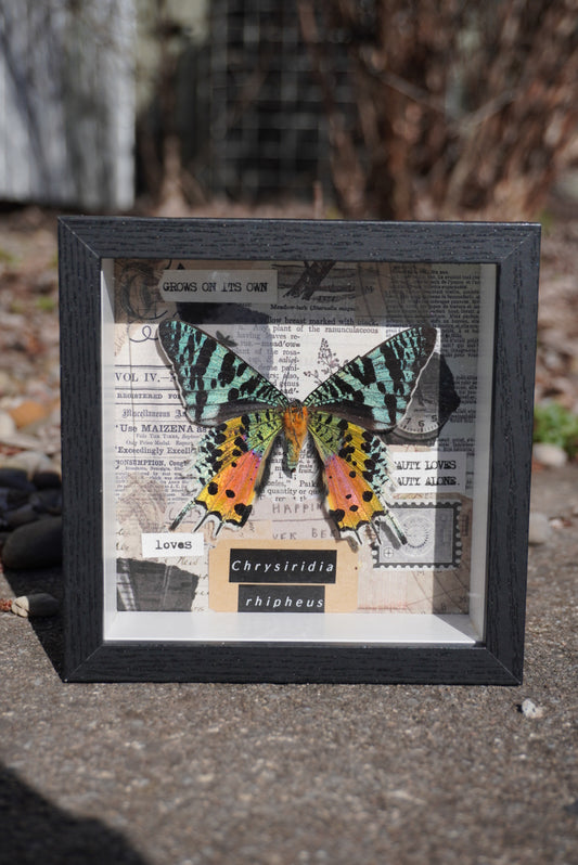 Madagascan Sunset Moth, Chrysiridia rhipheus