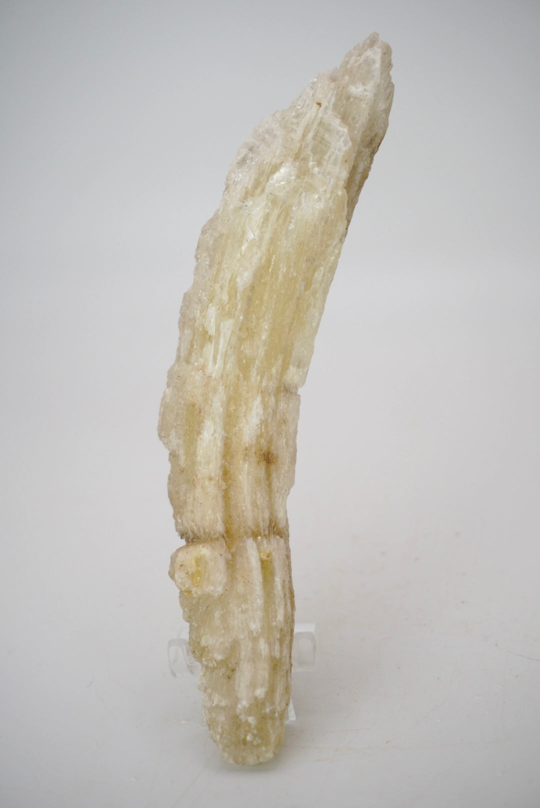 Ram’s Horn Selenite from Mexico