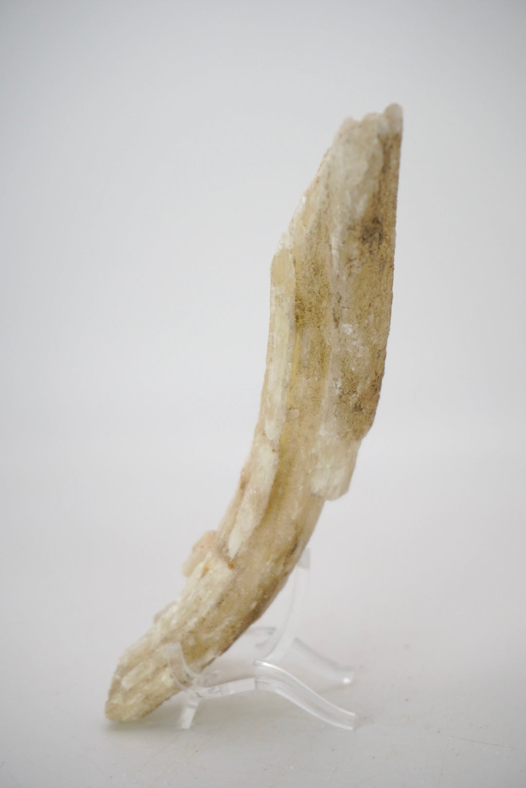 Ram’s Horn Selenite from Mexico