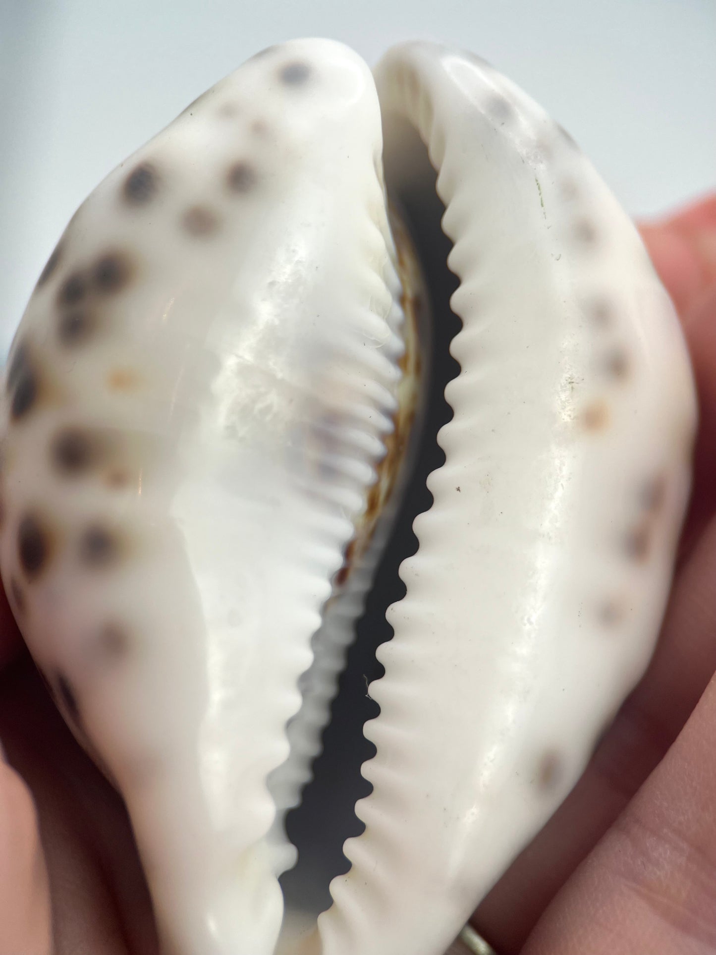 Tiger Cowrie Shells