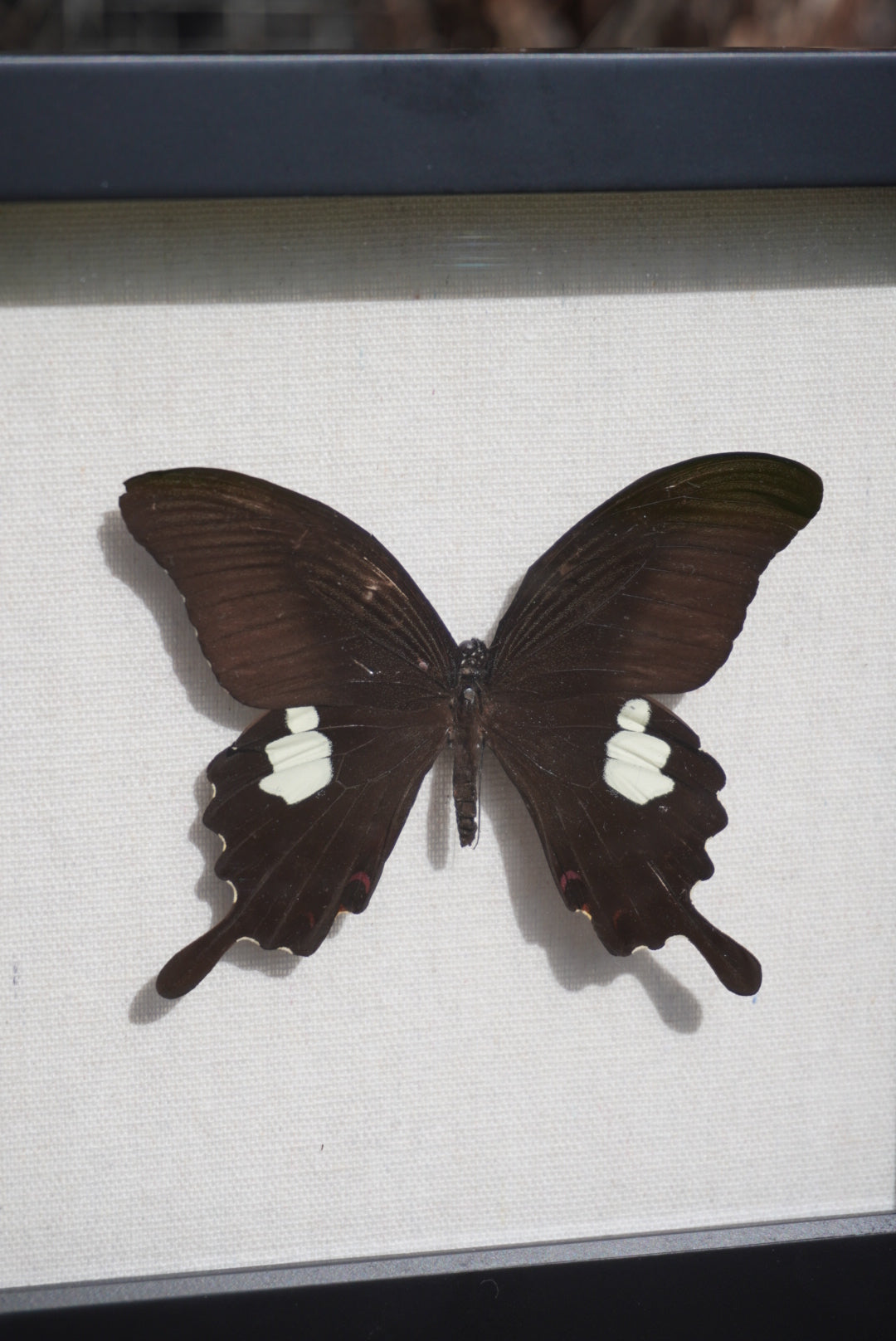 Red Helen Butterfly, Papilio helenus enganius