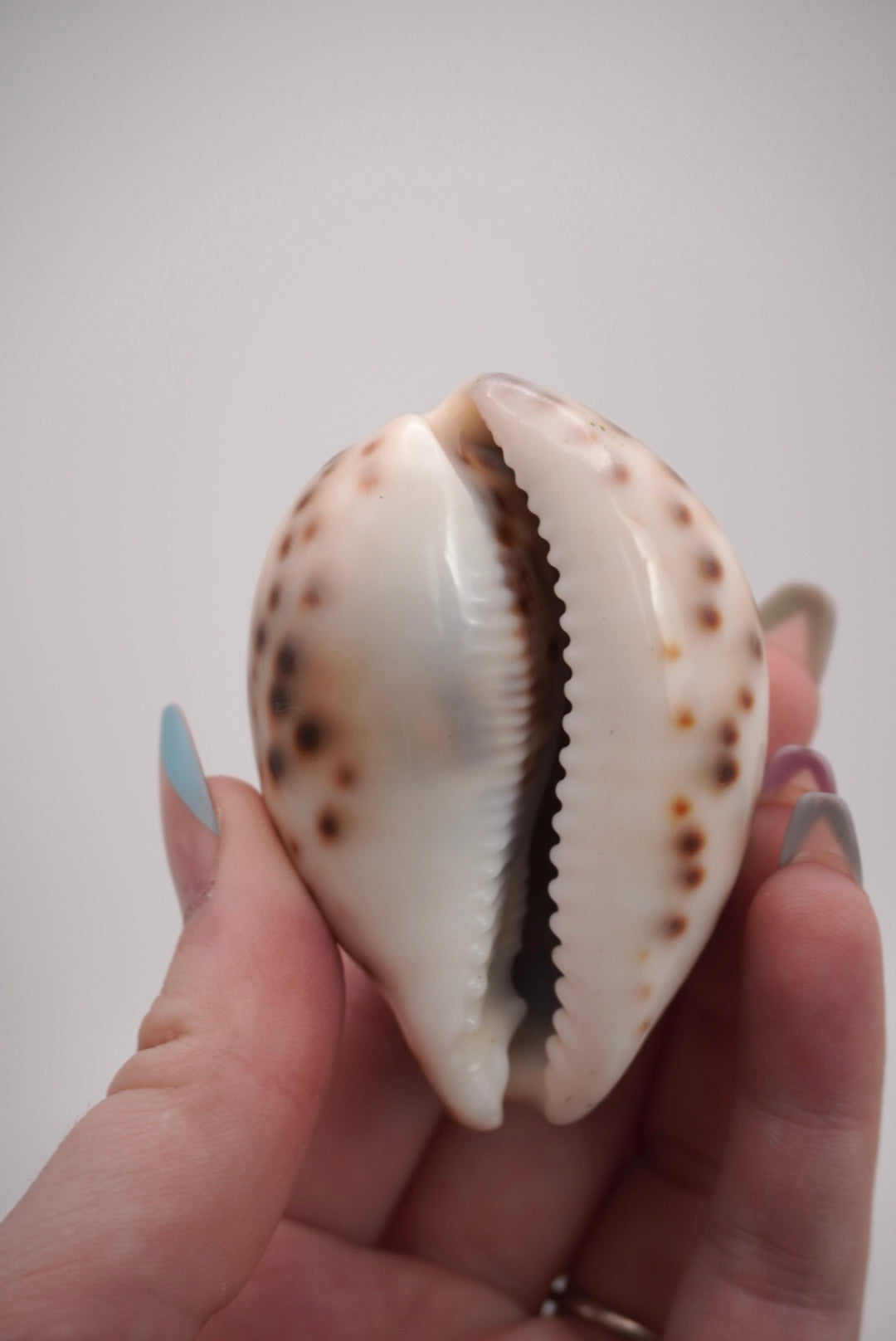 Tiger Cowrie Shells