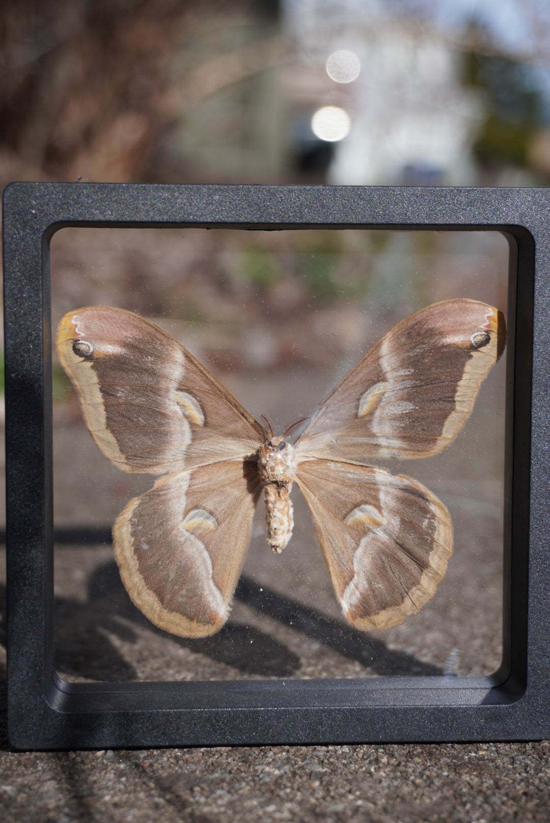 Eri Silkmoth, Samia cynthia ricini