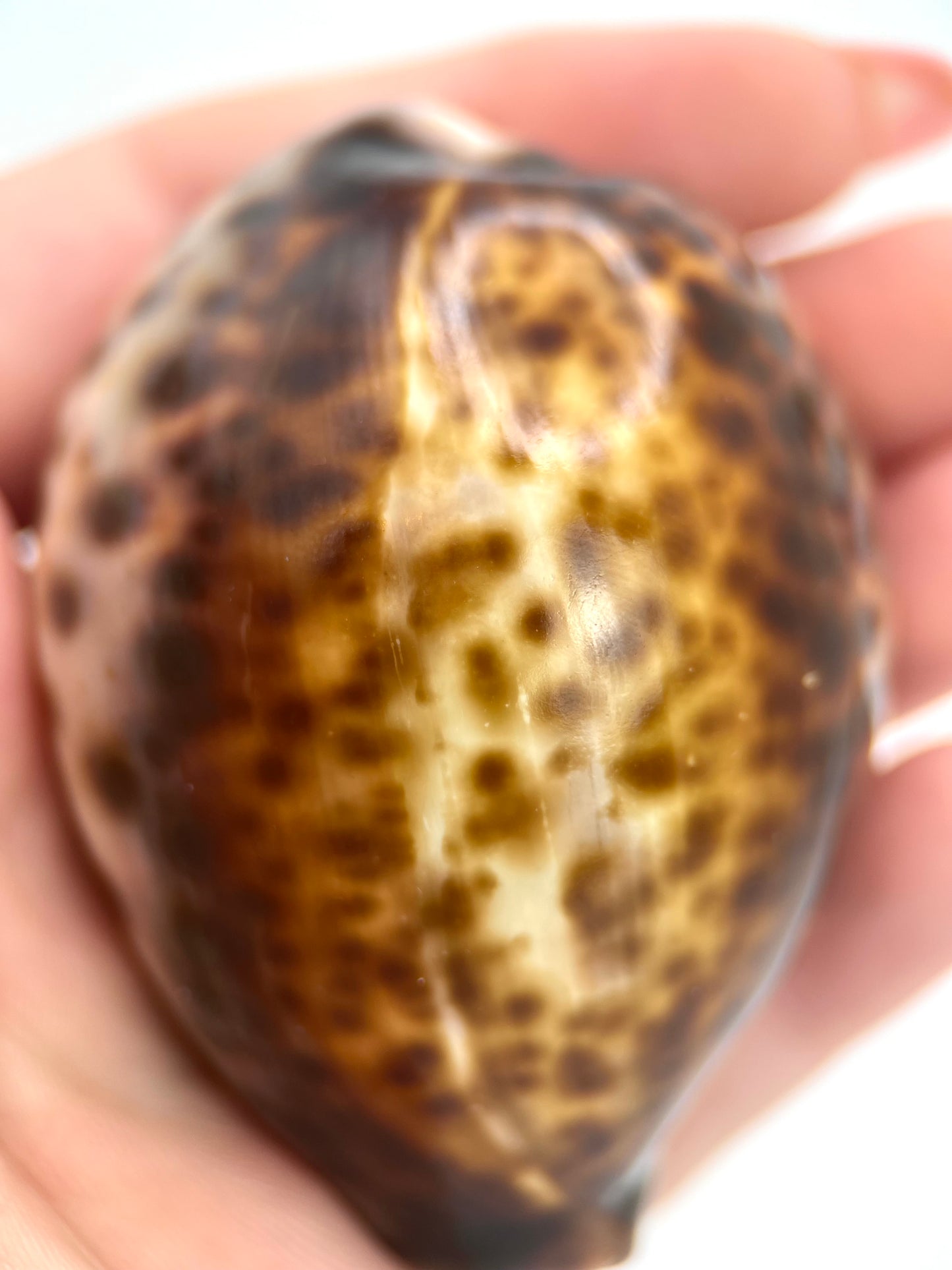 Tiger Cowrie Shells