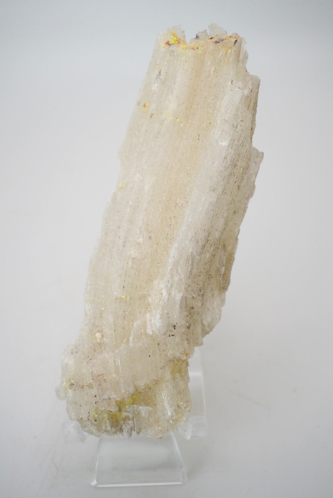 Ram’s Horn Selenite from Mexico