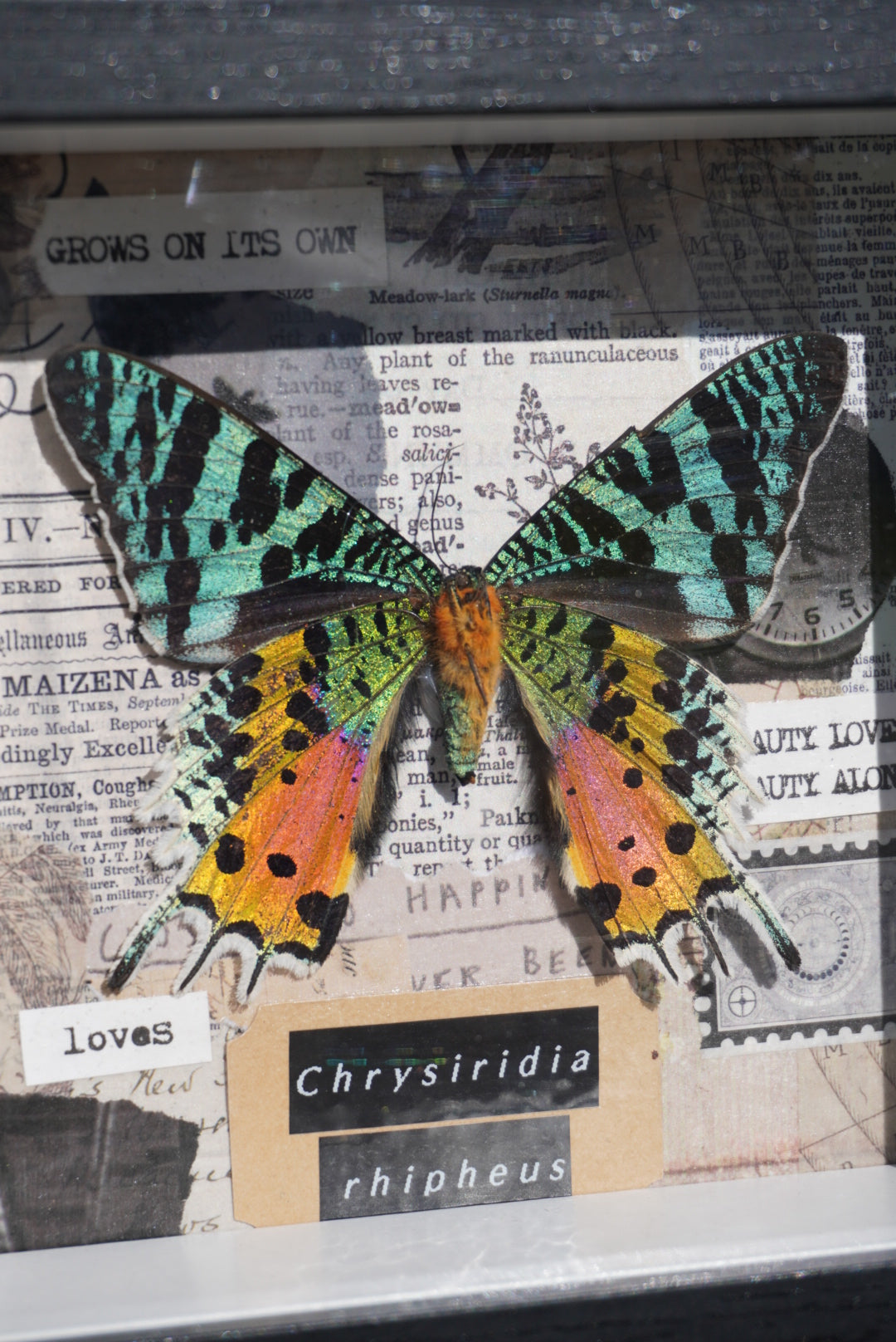 Madagascan Sunset Moth, Chrysiridia rhipheus