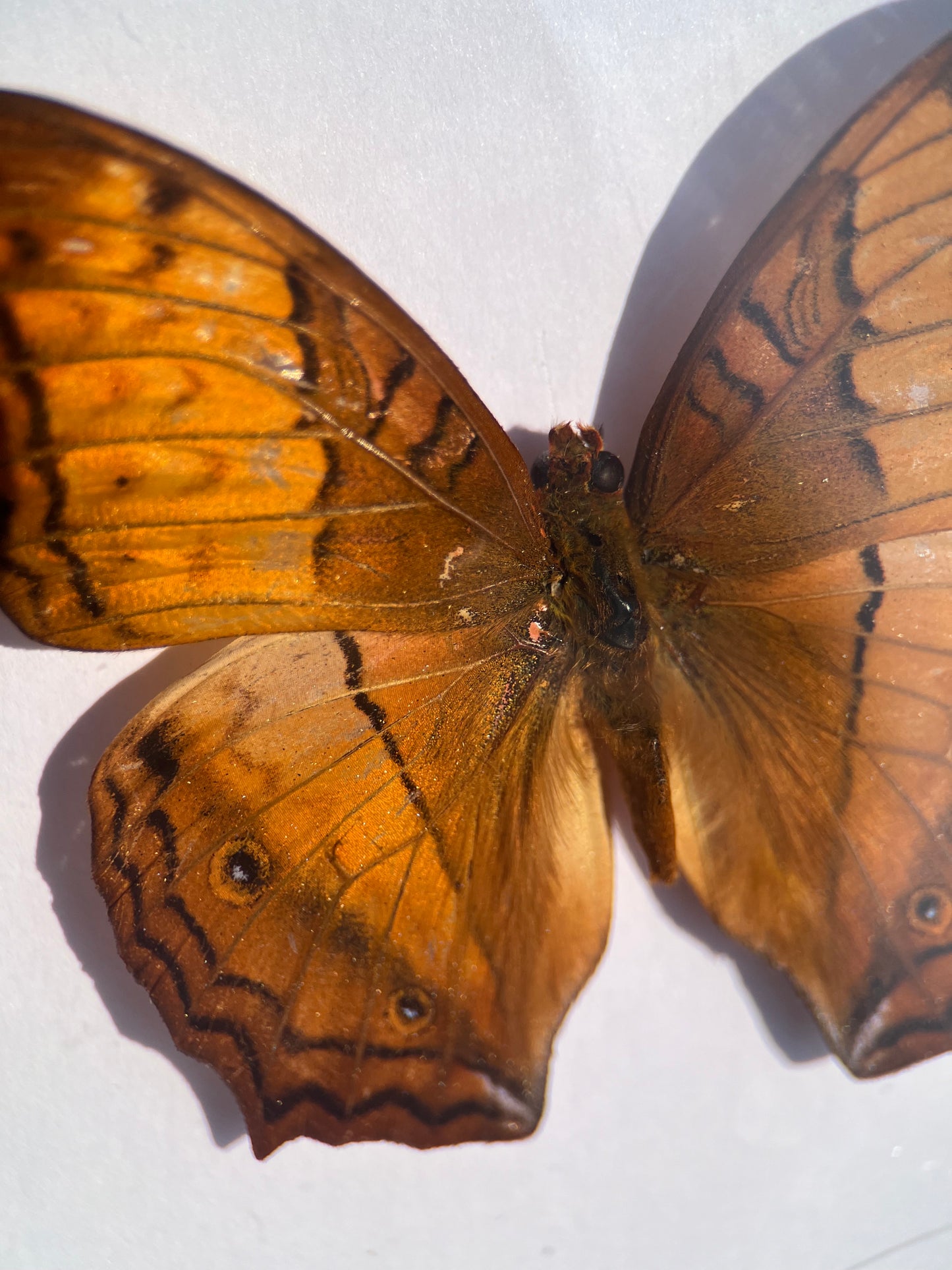 Framed Vindula erota- The Common Cruiser Butterfly