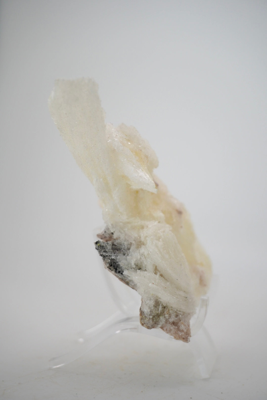 Ram’s Horn Selenite from Mexico