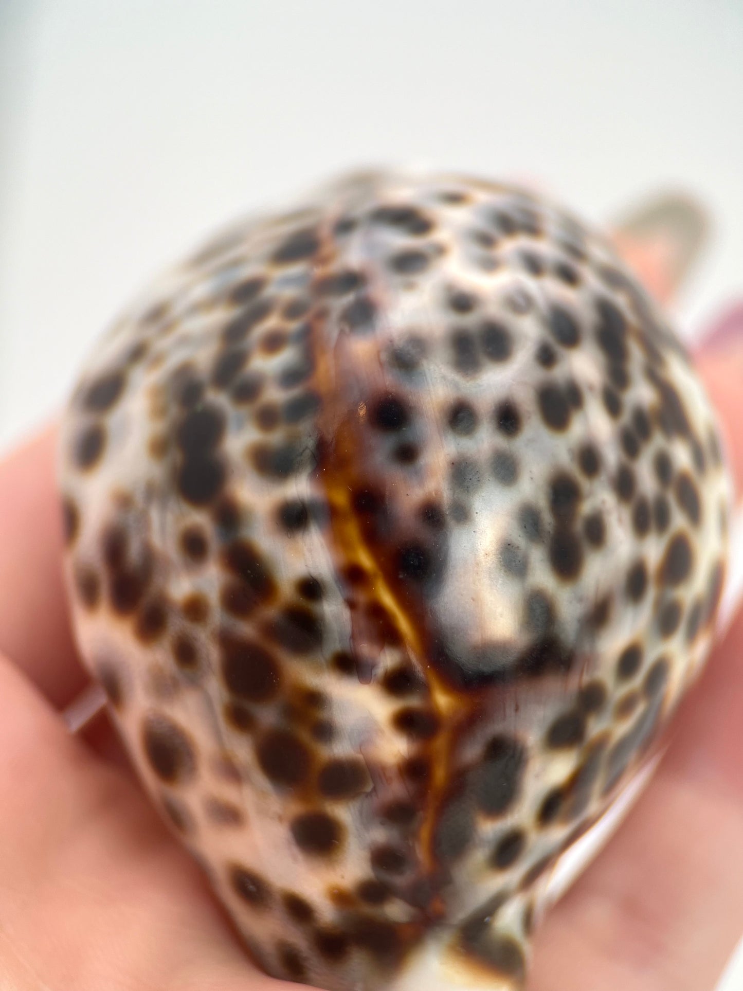 Tiger Cowrie Shells