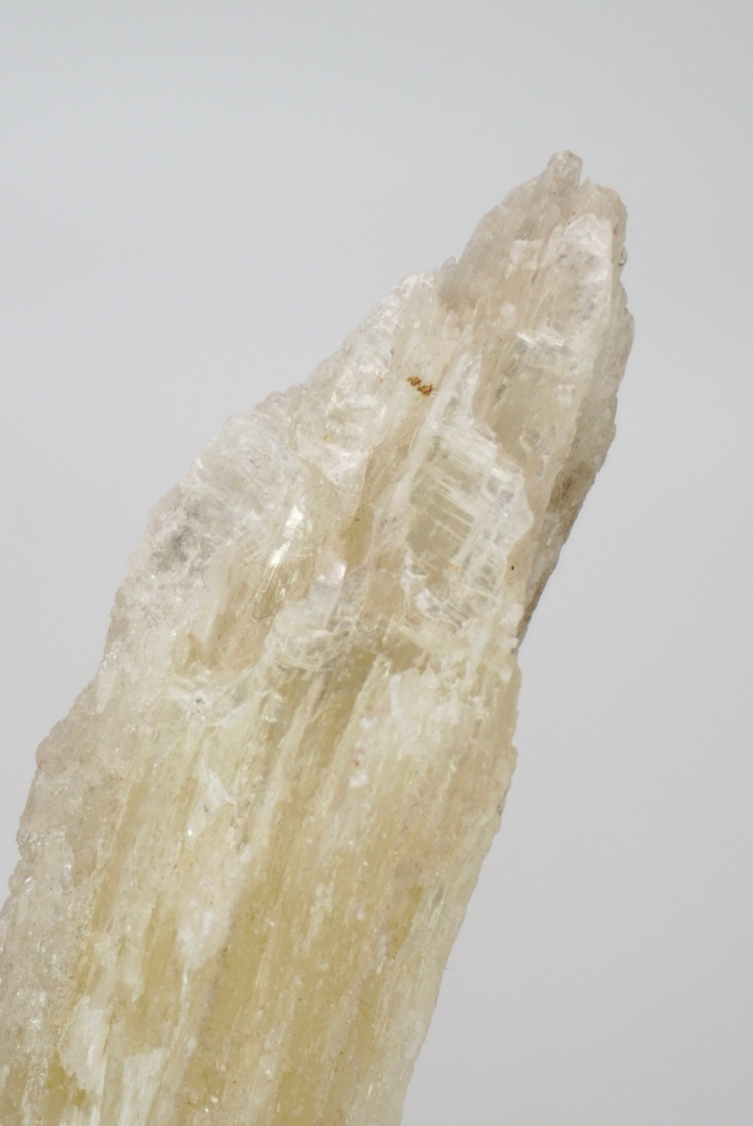 Ram’s Horn Selenite from Mexico