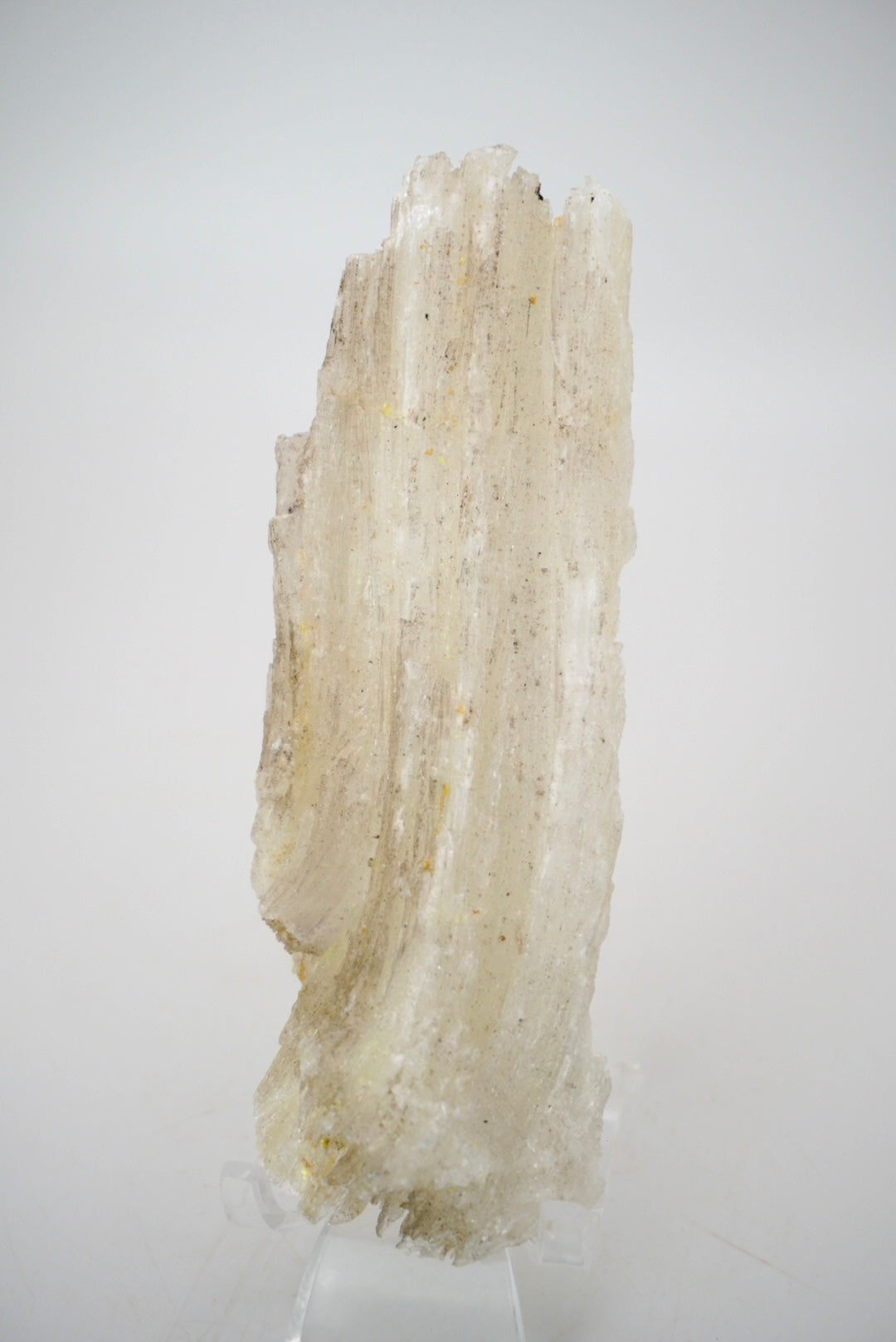 Ram’s Horn Selenite from Mexico