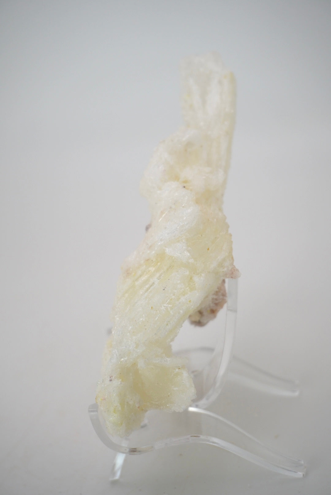 Ram’s Horn Selenite from Mexico