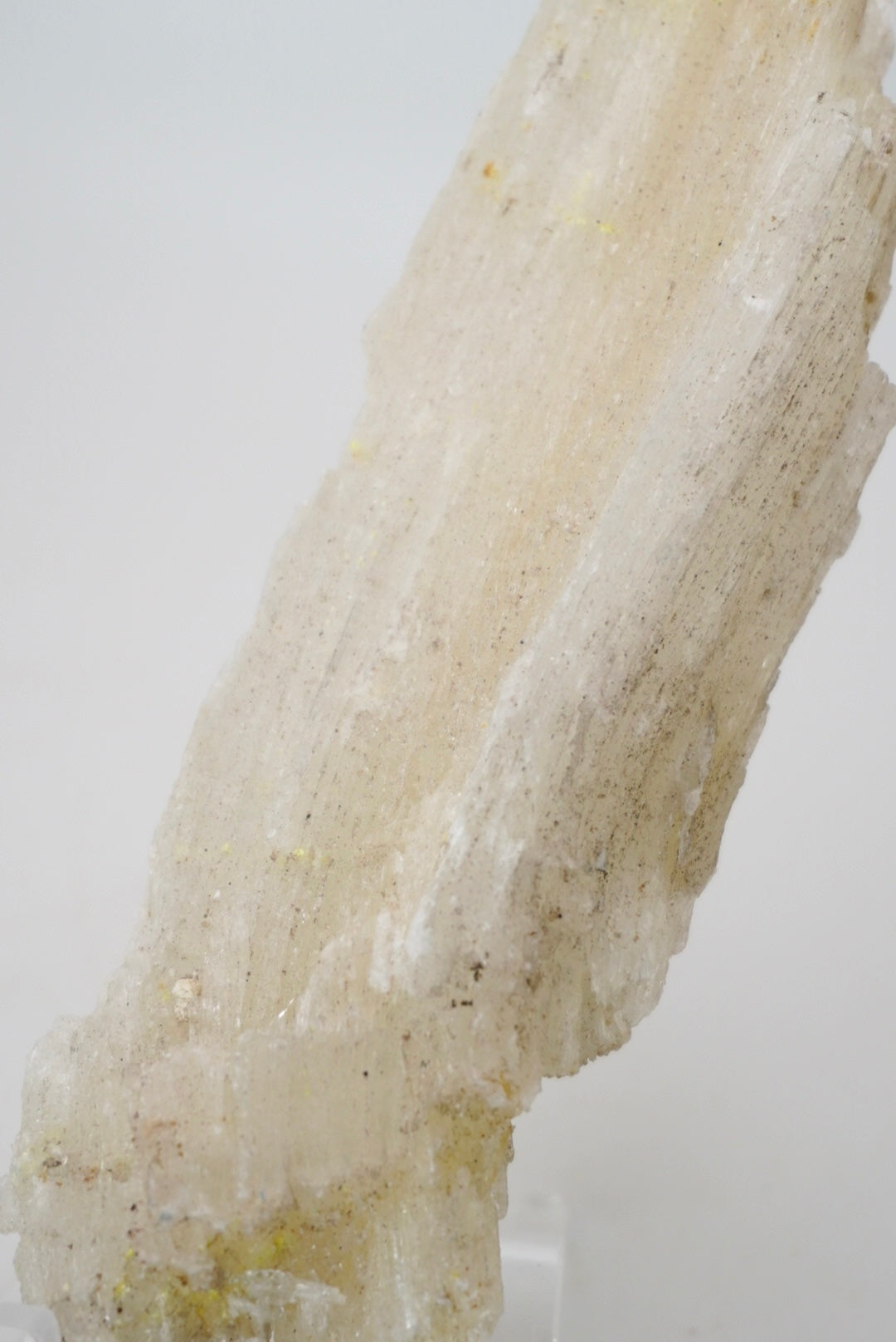 Ram’s Horn Selenite from Mexico