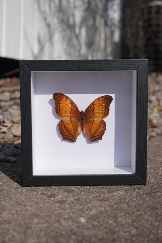 Framed Vindula erota- The Common Cruiser Butterfly