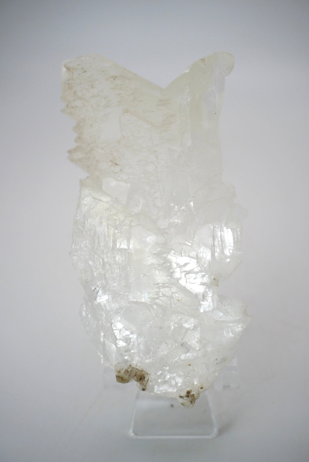 Fish Tail Selenite