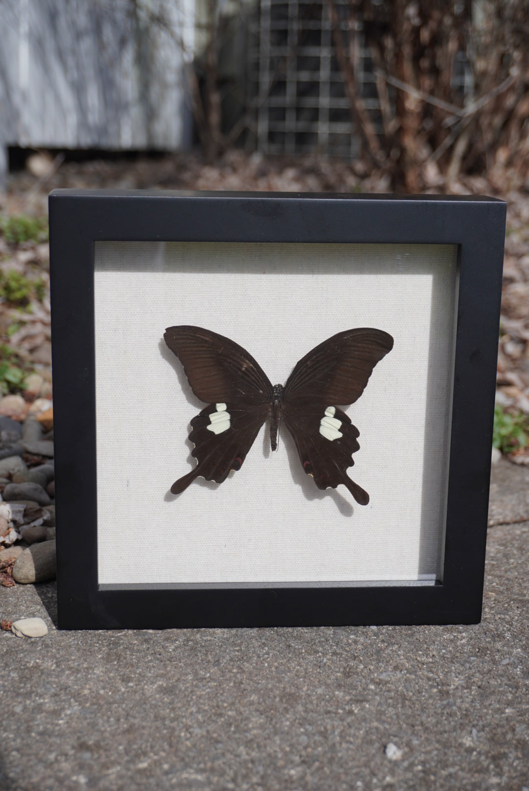 Red Helen Butterfly, Papilio helenus enganius