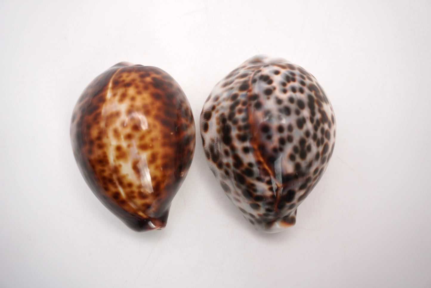 Tiger Cowrie Shells